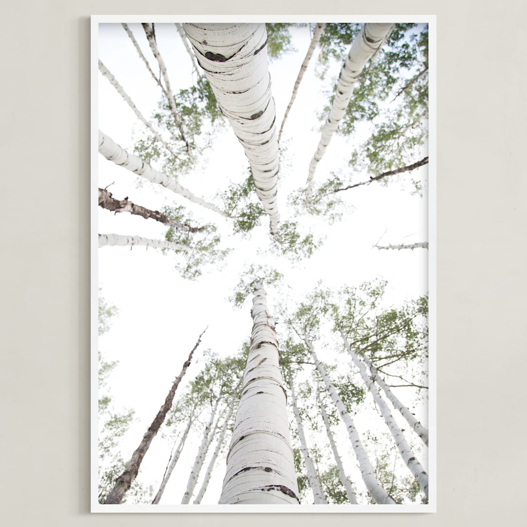 "Aspens at Altitude" - Art Print in Wonderfully White by Kaleb Nimz - Framed