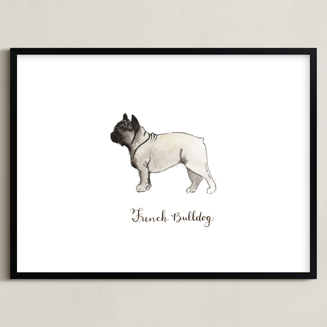 "French Bulldog Breed" - Art Print in White by Megan Kelso - Framed
