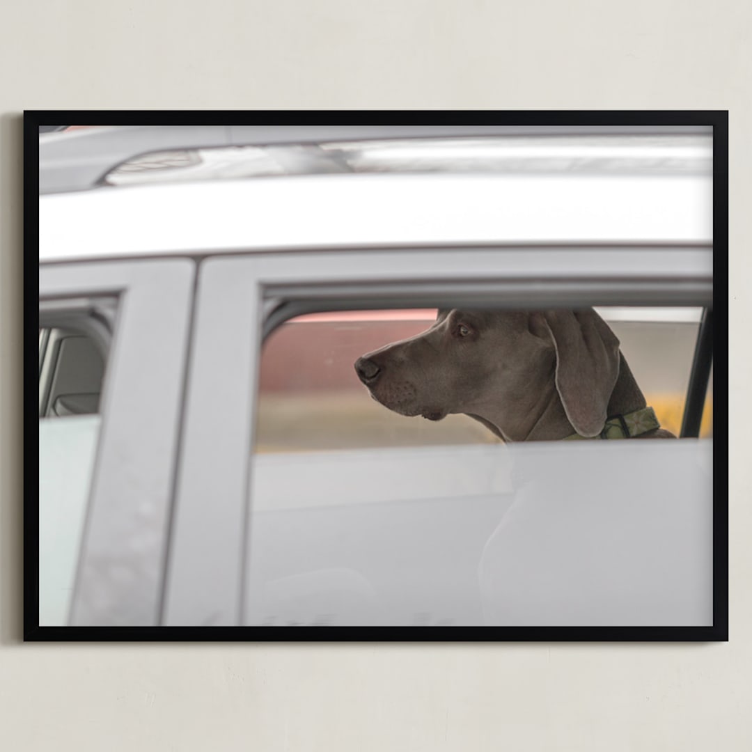 "dog" - Art Print in weimaraner gray by Gail Schechter - Framed