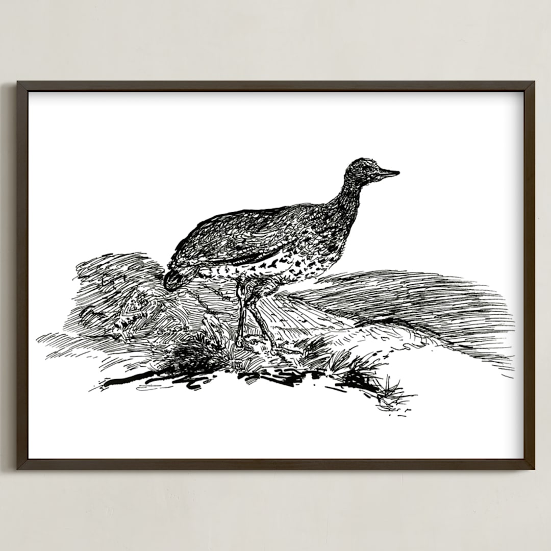 "Bewick's Little Bustard" - Art Print in Deep Black by Edward Walker - Framed