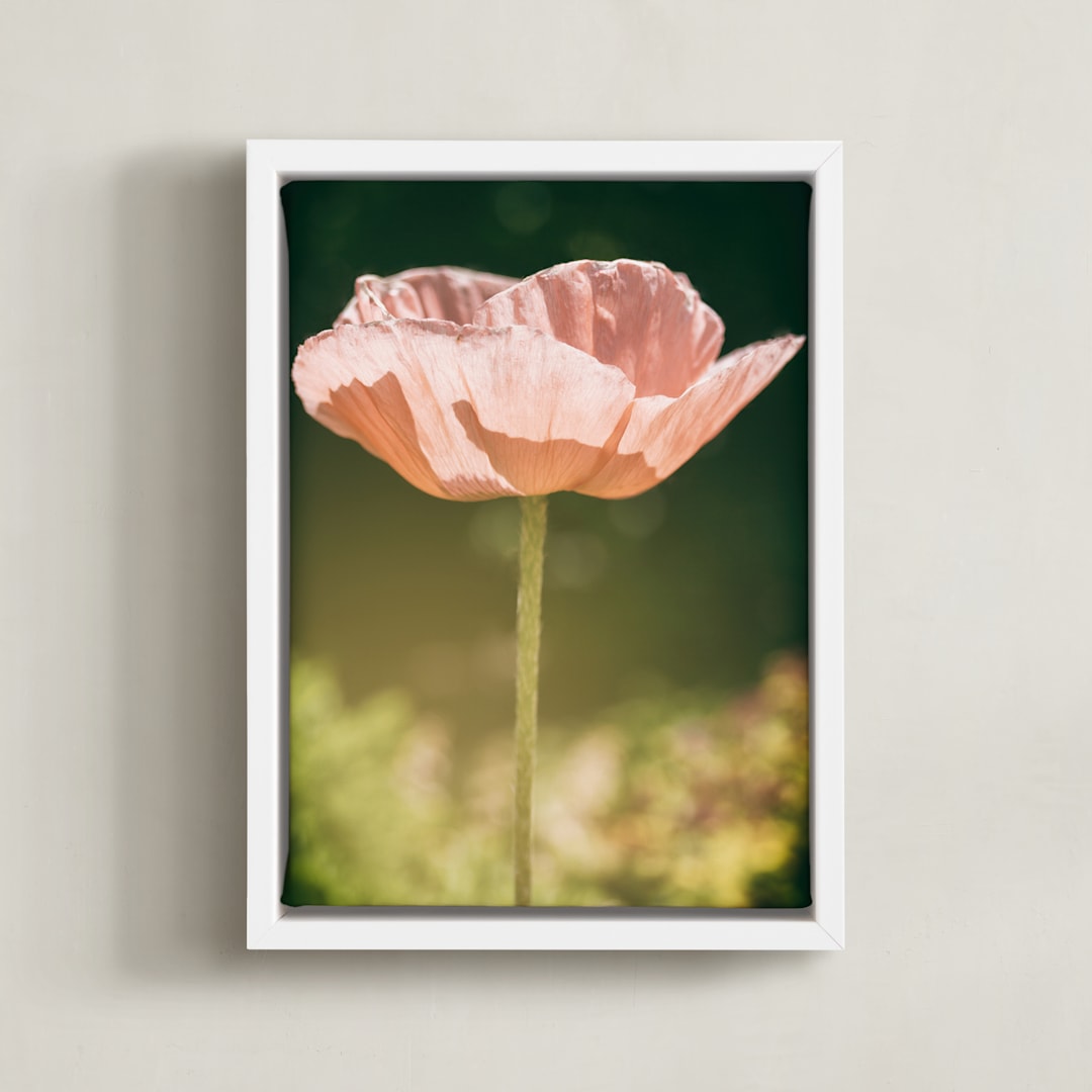 "Poppy Lit by the Sun" - Art Print in peach by Alexis Arnold - Framed Canvas
