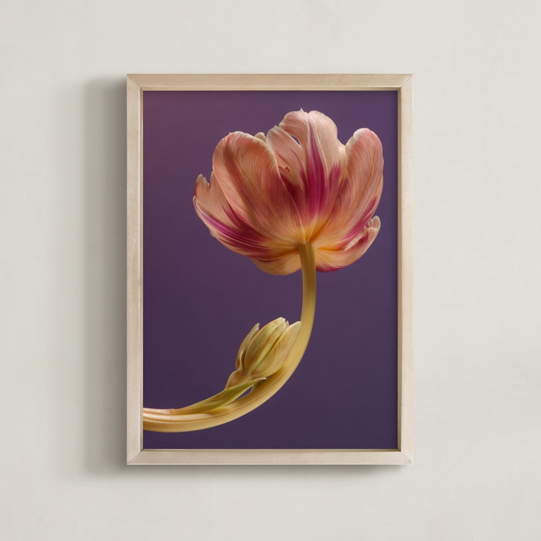 "Delicate Tulip" - Art Print in Purple Plum by Elena Kulikova - Framed