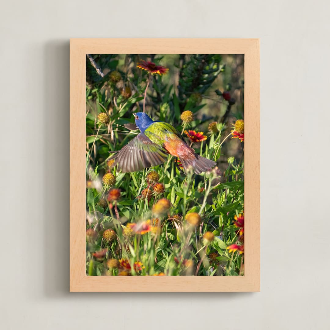 "Painted Bunting : The Light In This Moment" - Art Print in Garden by Aaric Eisenstein - Framed