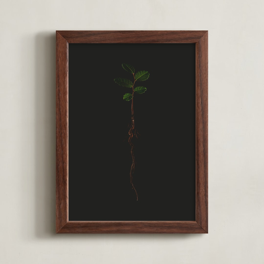 "Seedling Elm II" - Art Print in Deep Elm by Andrew McClintock - Framed