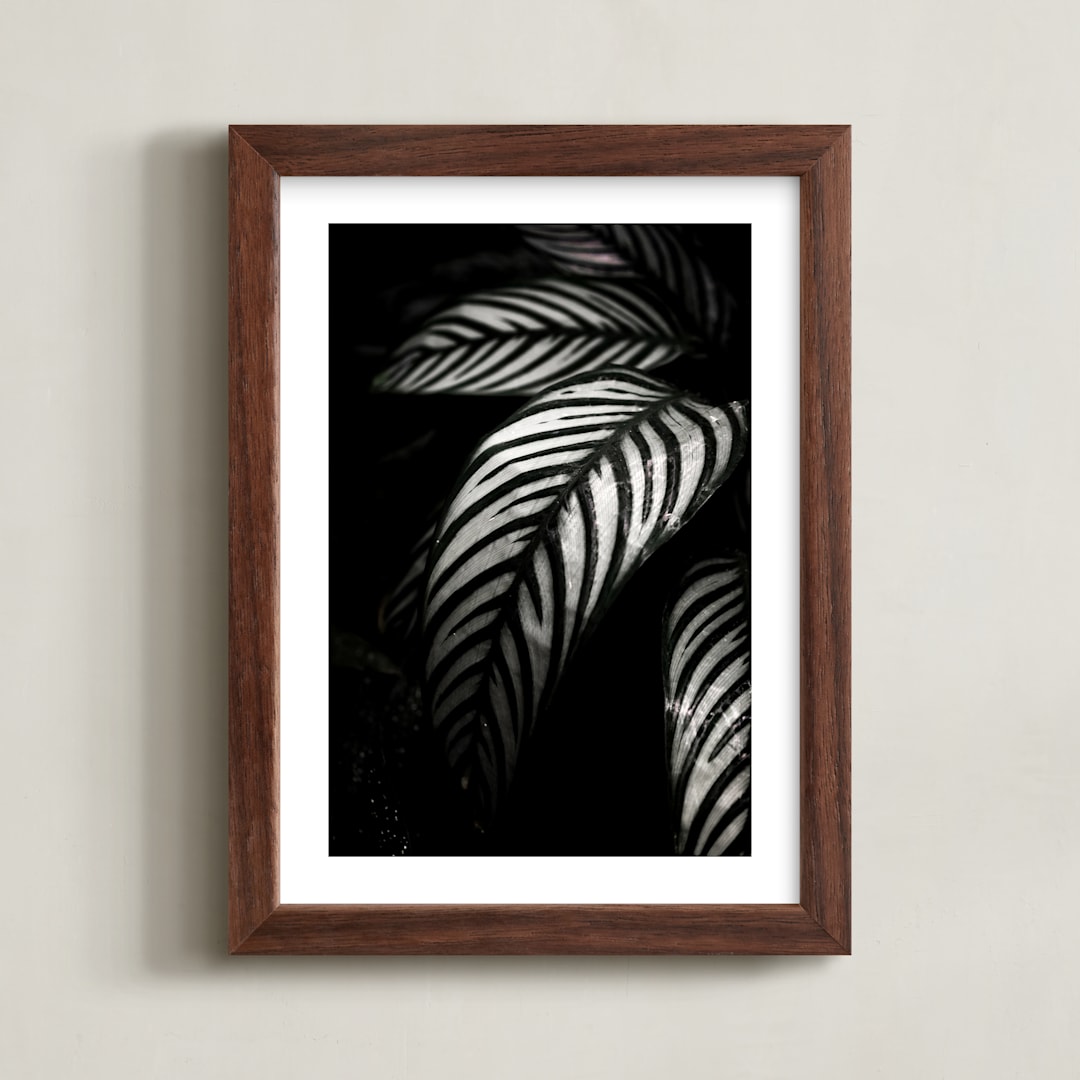 "Botanical Study #10" - Art Print in Black and grey by Kaitie Bryant - Framed