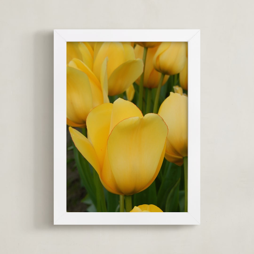 "Yellow Tulip" - Art Print in tulip yellow by Sea and Sky - Framed