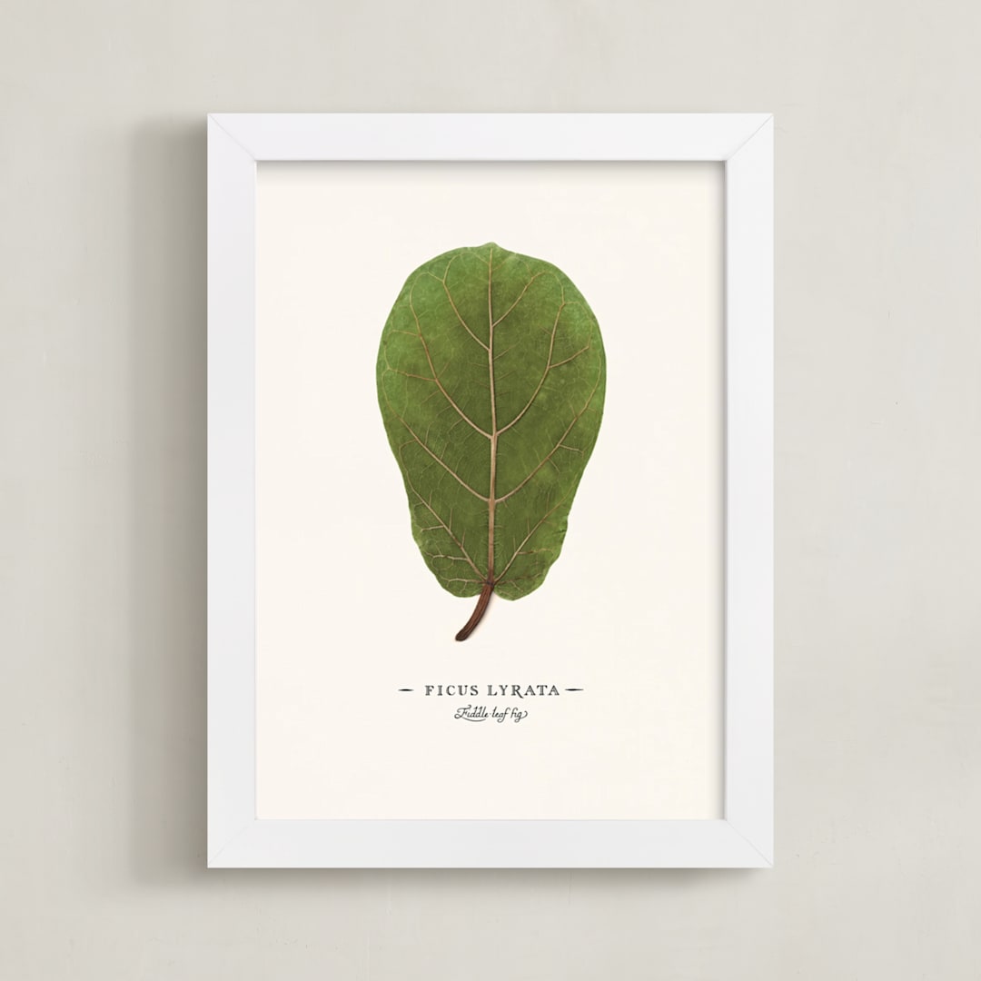 "Ficus lyrata" - Art Print in Fig Leaf Green by Andrew McClintock - Framed