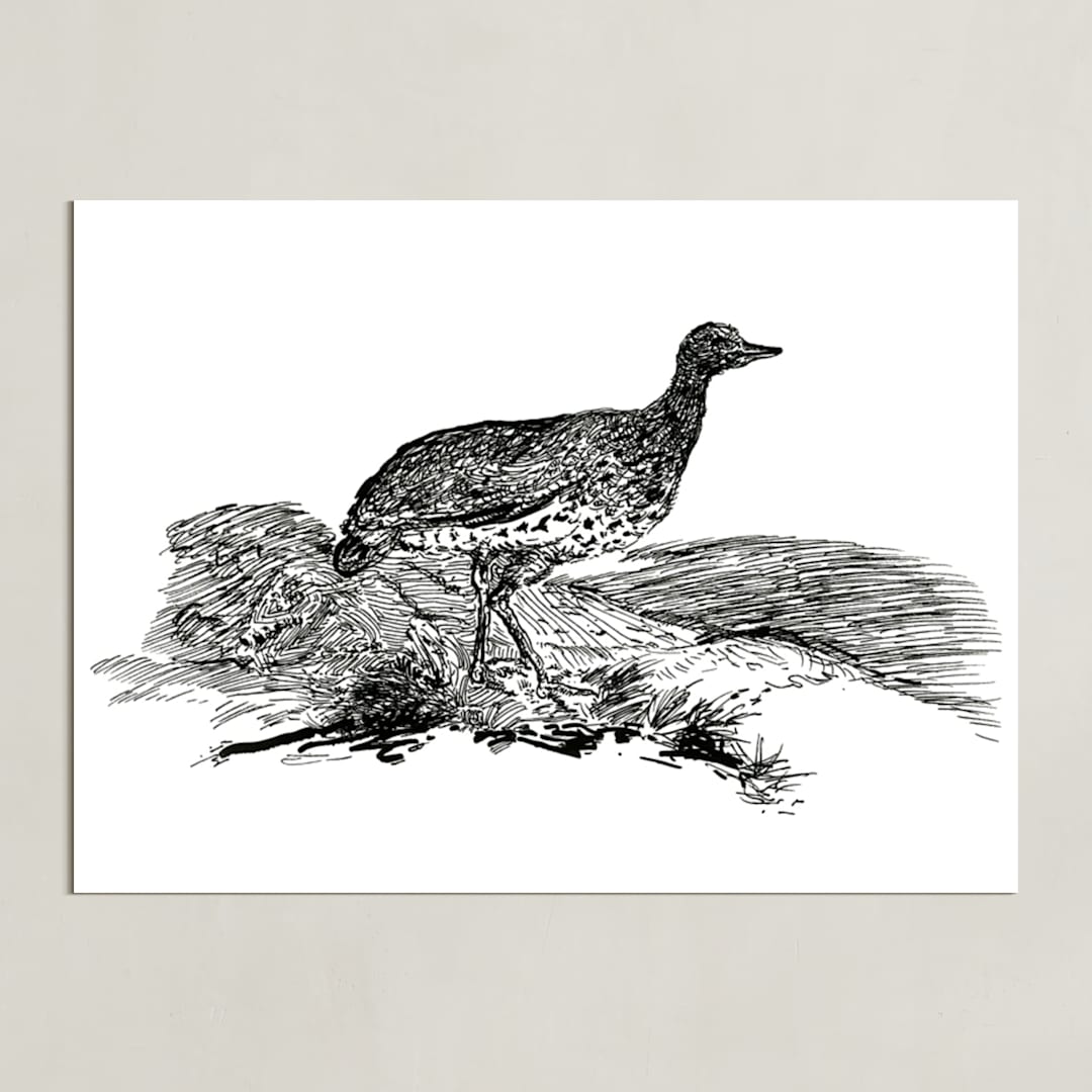 "Bewick's Little Bustard" - Art Print in Deep Black by Edward Walker - Unframed