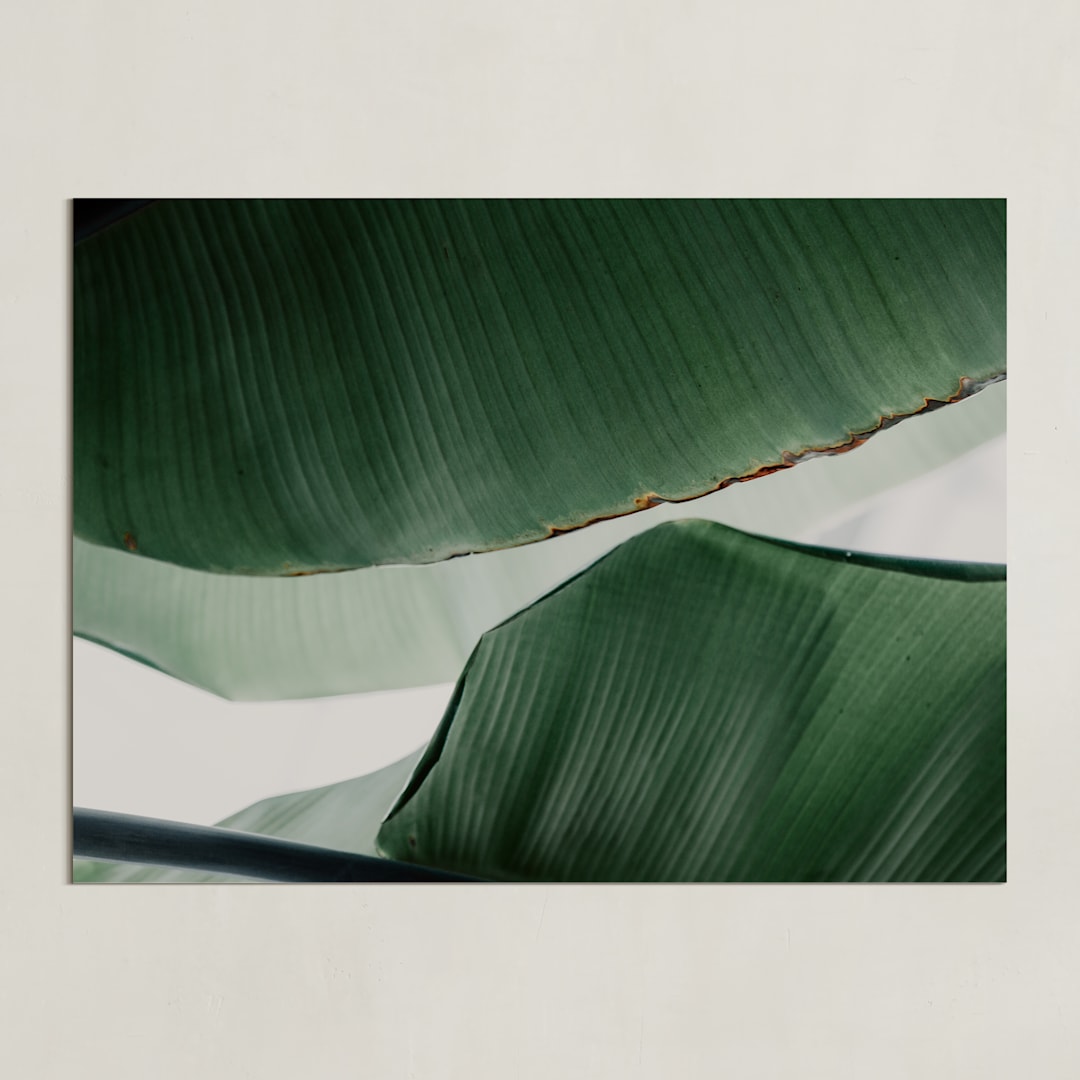 "leaf & light 4" - Art Print in White by Alicia Abla - Unframed