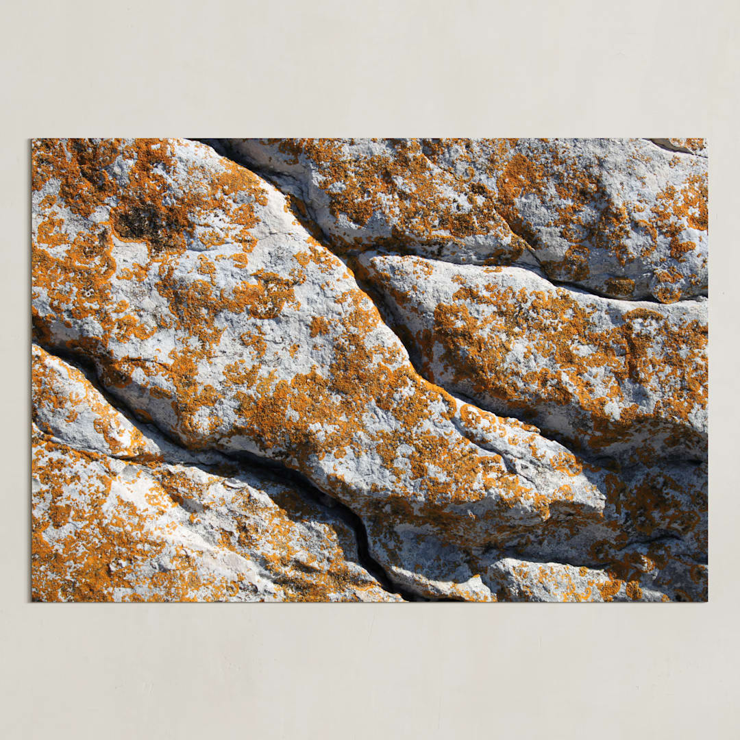 "Mediterranean Lichen" - Art Print in curcuma by Christiana Petschallies - Unframed