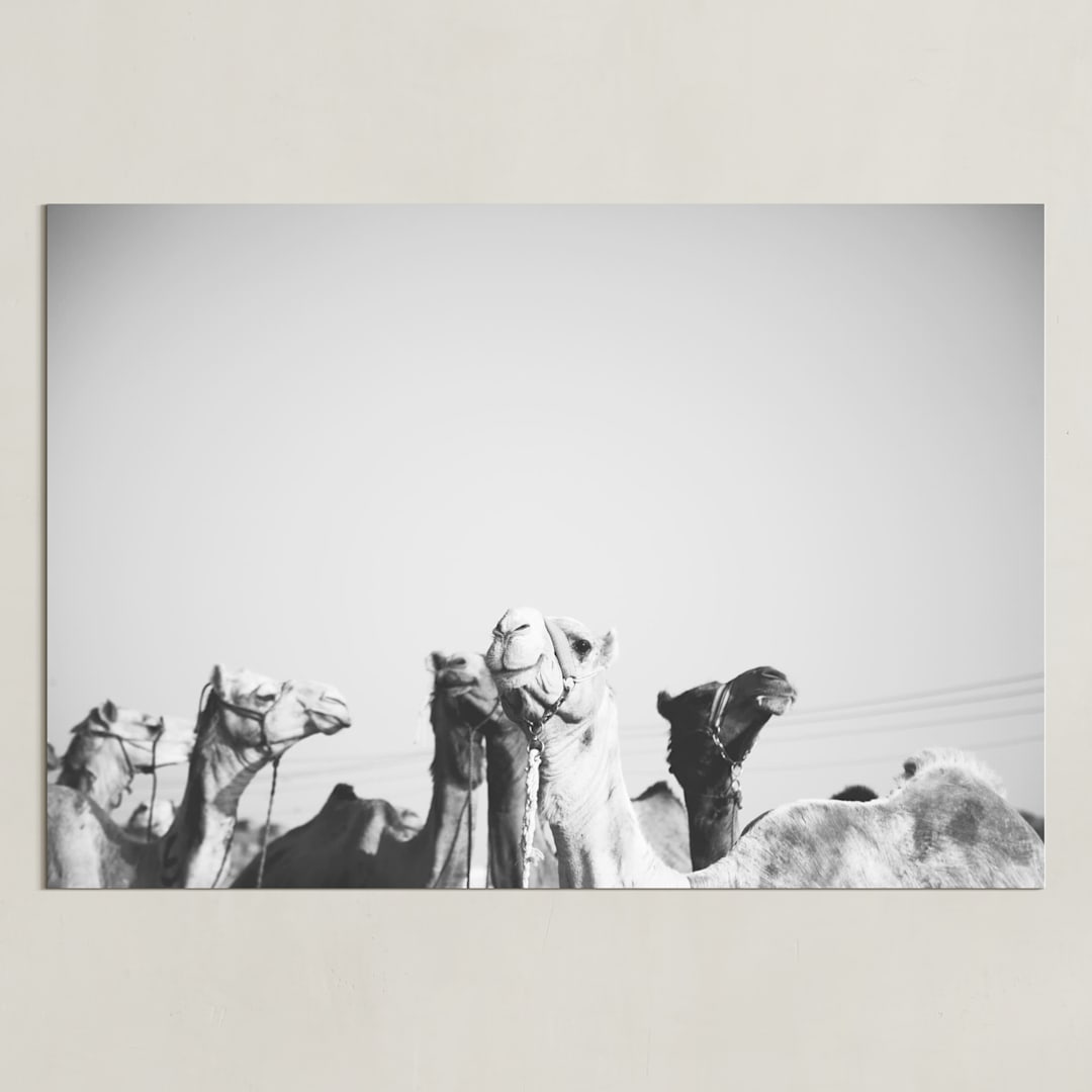 "Leader of the Pack" - Art Print in Black and White by Heather Marie - Unframed