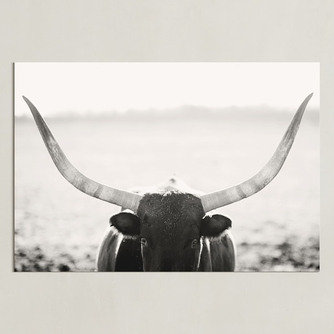 "Staredown" - Art Print in Soft Black by Amy Carroll - Unframed