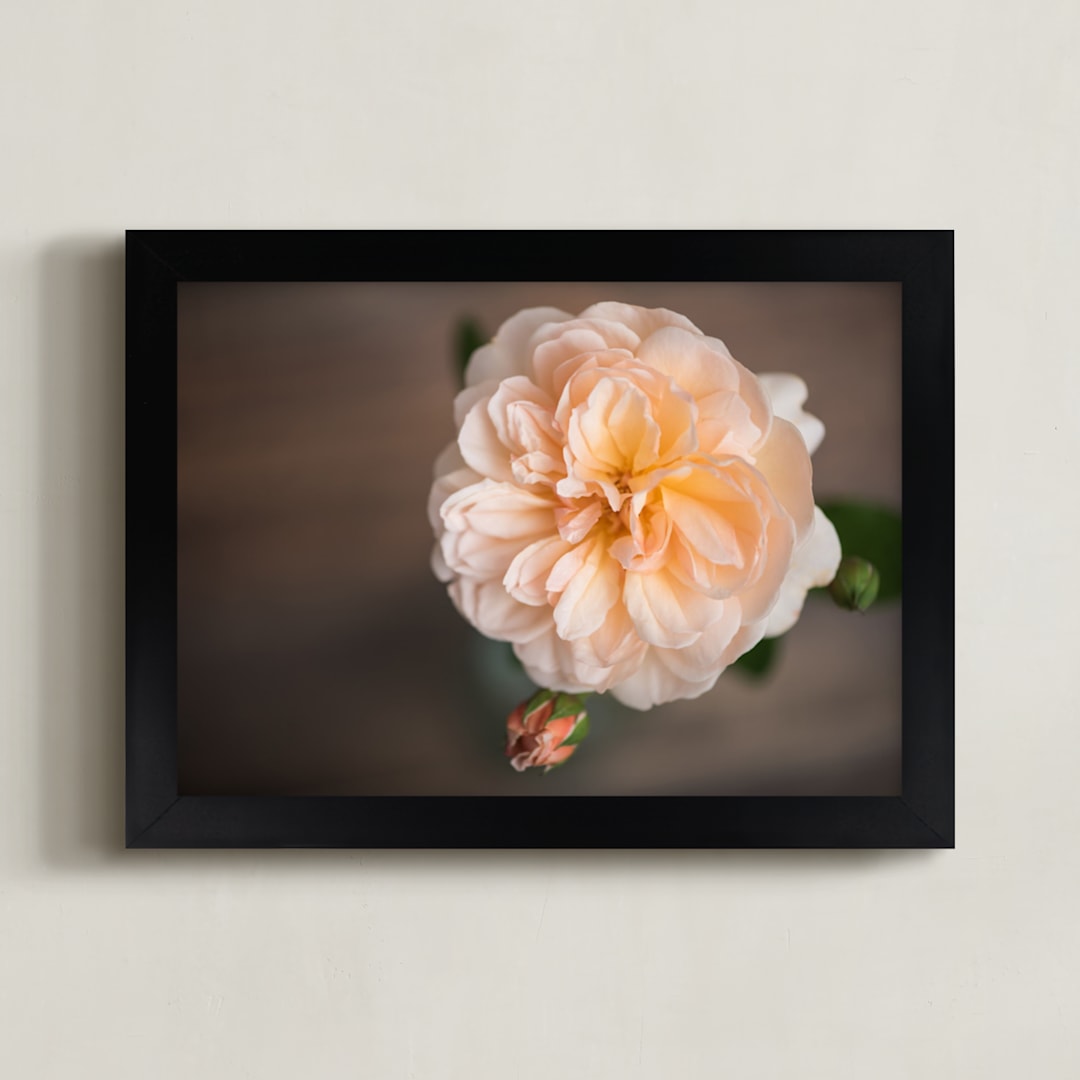 "English Garden Rose" - Art Print in Peachy by Ilze Lucero - Framed