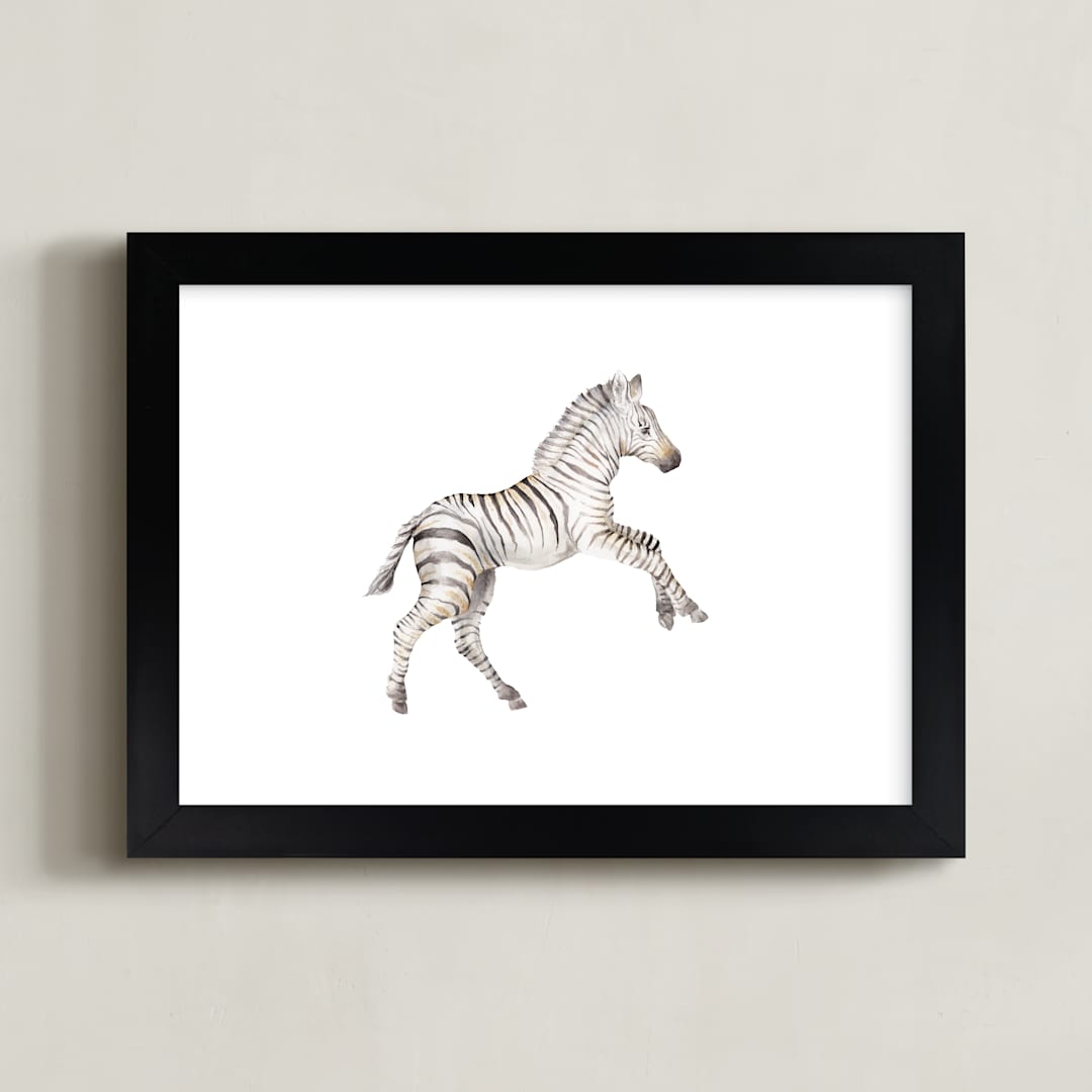 "Watercolor Zebra foal takes off! " - Art Print in Black by Lauren Rogoff - Framed