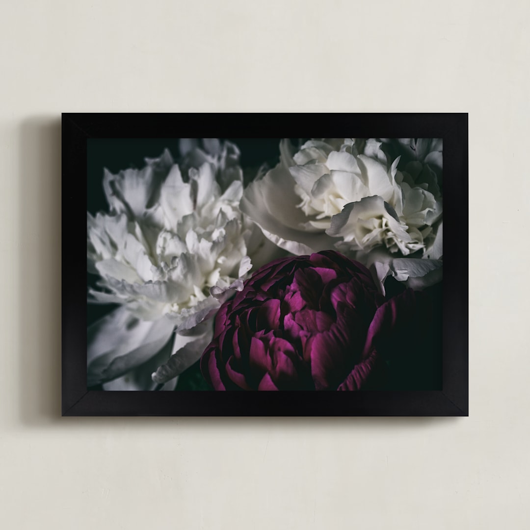 "Peony Pop of Color" - Art Print in soft white by Alexis Arnold - Framed