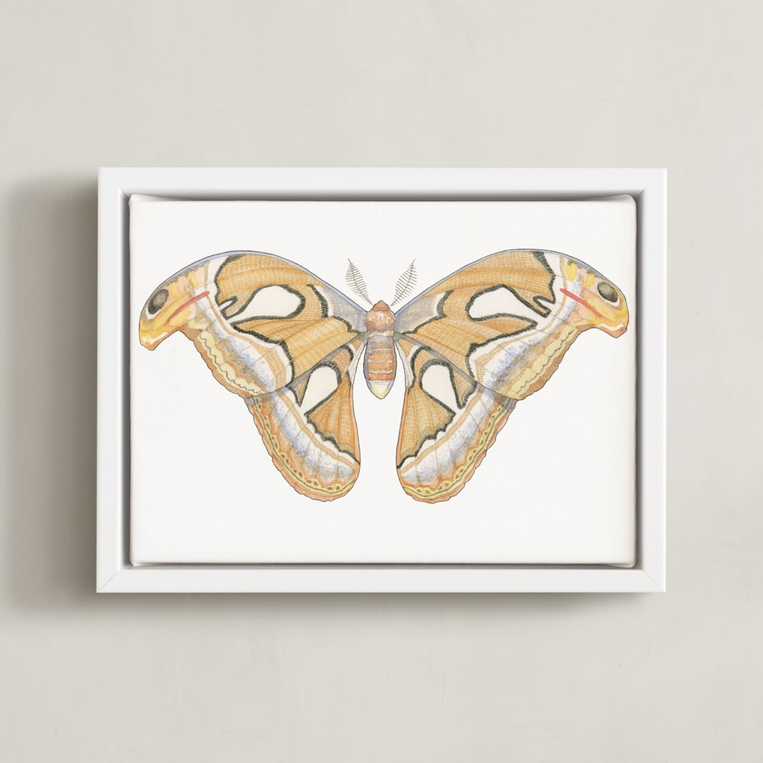 "Atlas Moth" - Art Print in soft orange by Natalie Groves - Framed Canvas