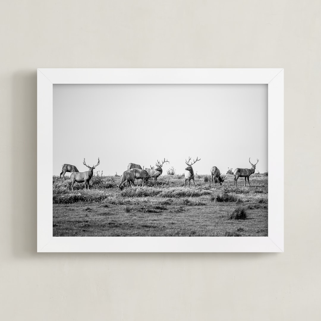 "tule elk" - Art Print in black and white by Crystal Lynn Collins - Framed