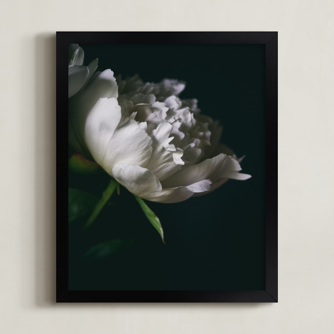 "Single Vintage Peony" - Art Print in soft white by Alexis Arnold - Framed