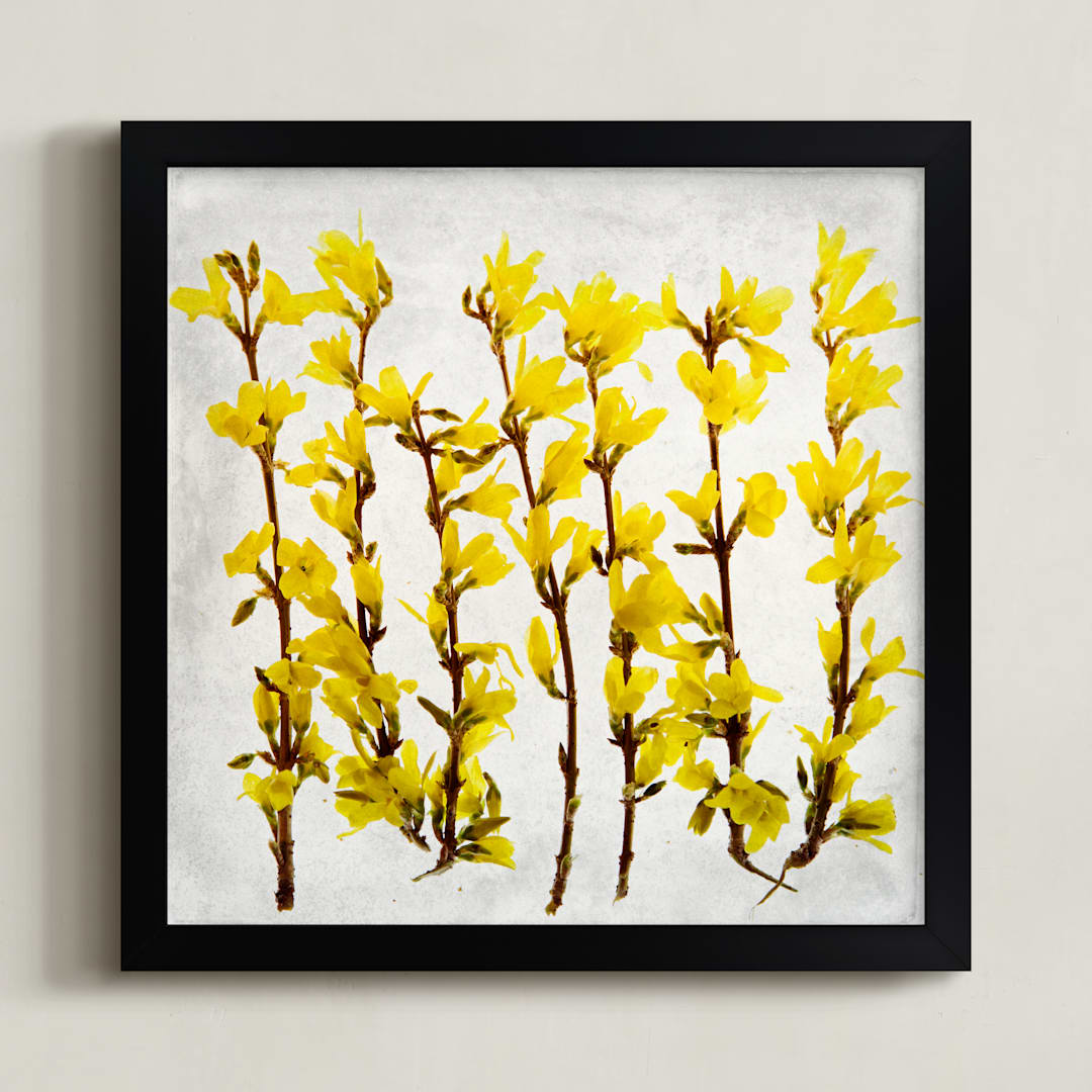 "Forsythia" - Art Print in yellow by Qing Ji - Framed