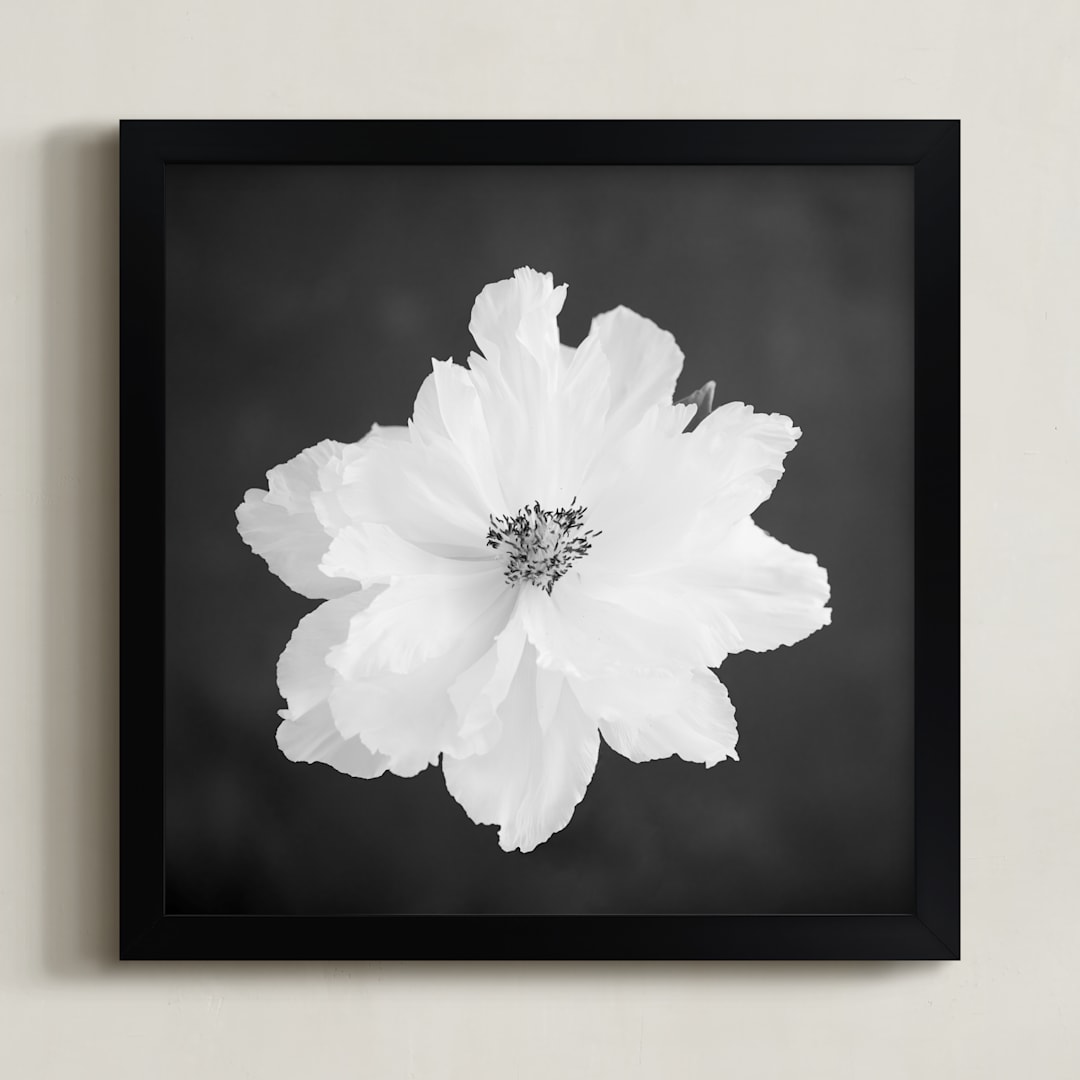 "Peony II" - Art Print in Charcoal by Ilze Lucero - Framed