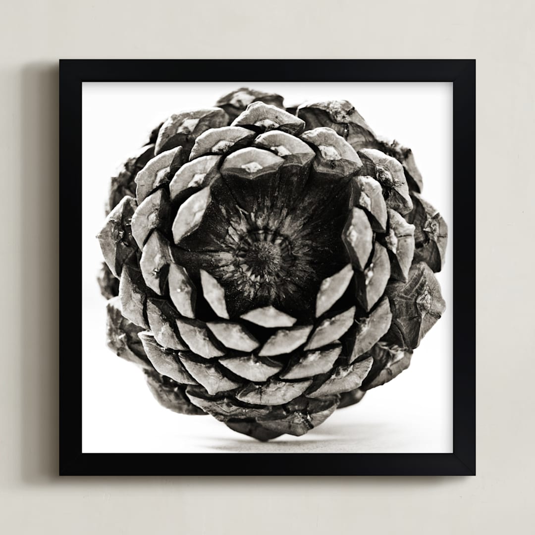 "Pine Cone Square " - Art Print in black and white by Alexis Arnold - Framed