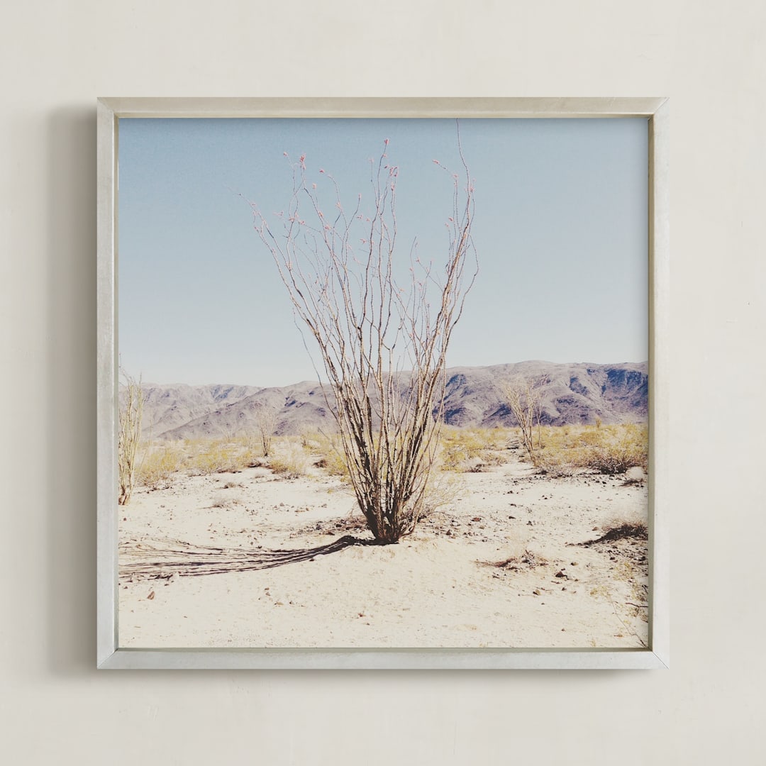"Ocotillo" - Art Print in Desert Sky by Abby Laverick - Framed
