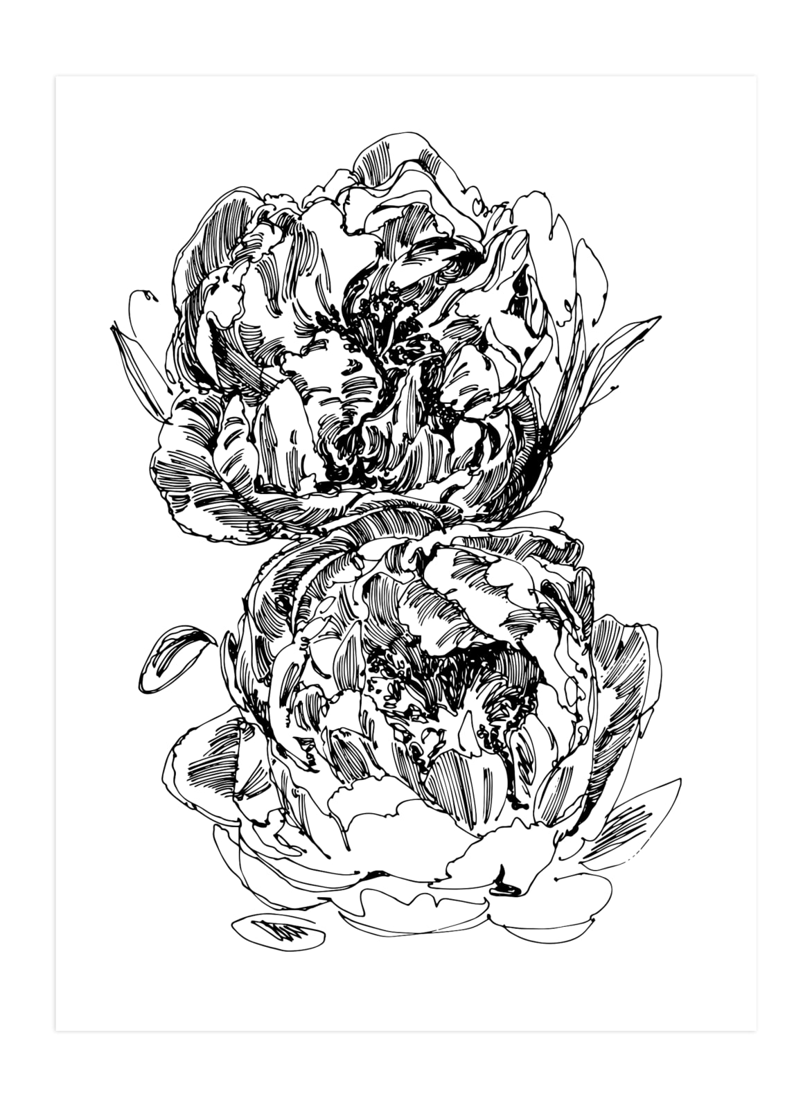Two Peonies