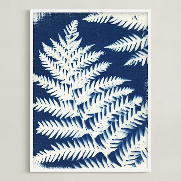 Dryopteris arguta
