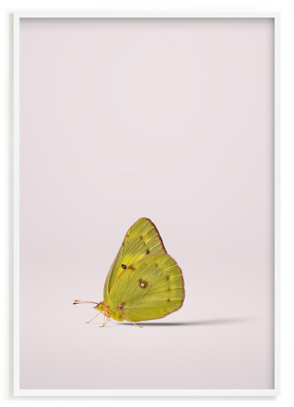 "Tiny Wings" - Limited Edition Art Print by Andrew McClintock in beautiful frame options and a variety of sizes.
