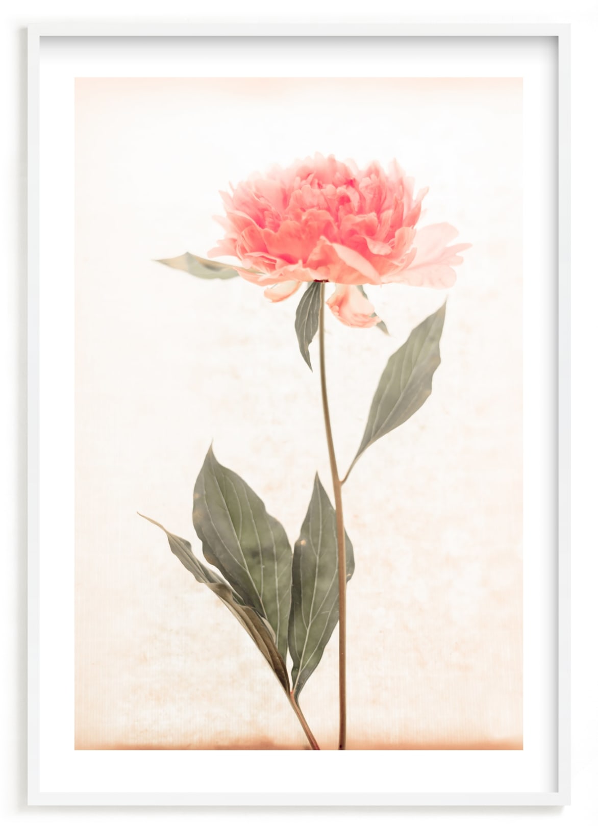"a pink peony standing gracefully" - Limited Edition Art Print by Qing Ji in beautiful frame options and a variety of sizes.