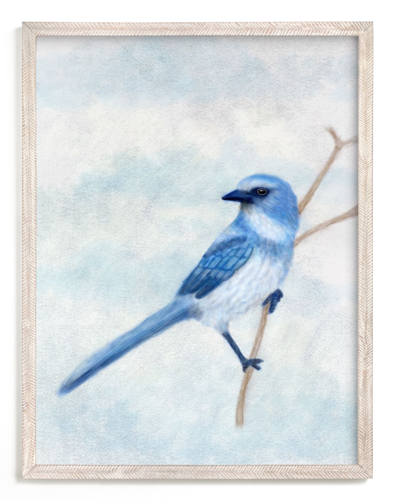 "Scrub Jay" - Art Print by iamtanya in beautiful frame options and a variety of sizes.