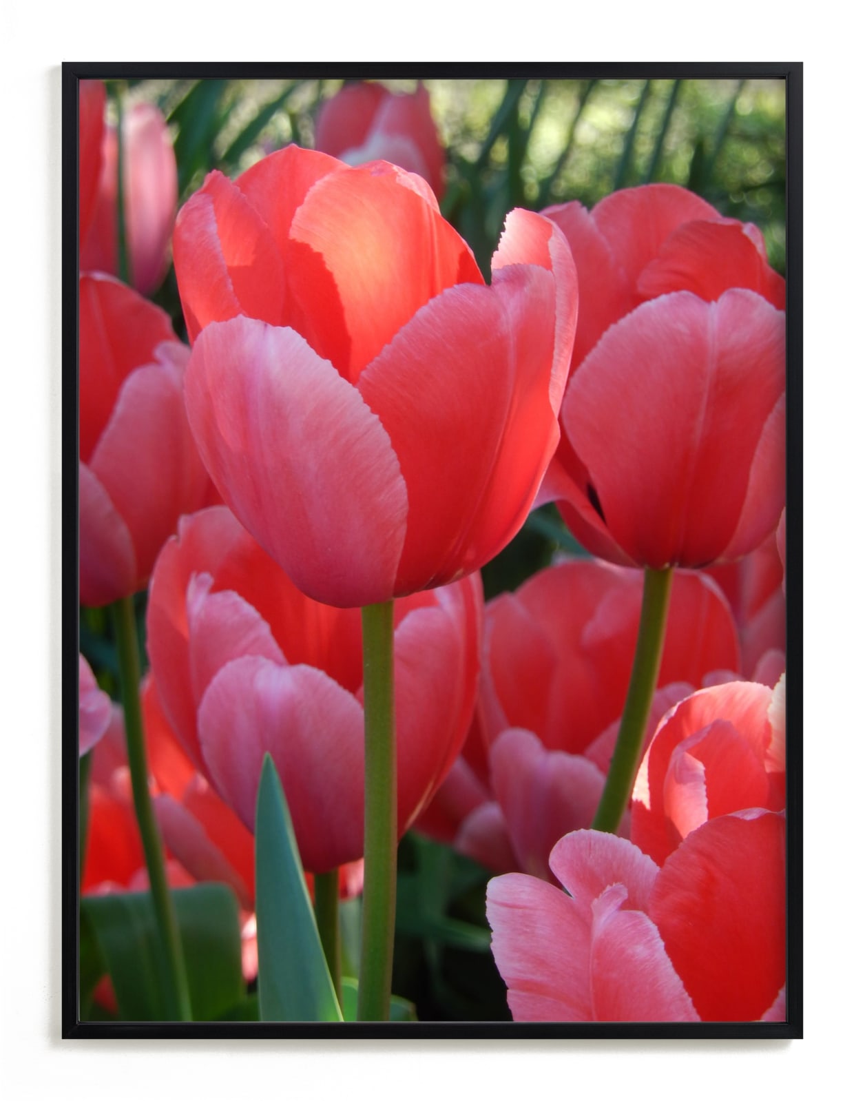 "Sun Filled Red 1" - Art Print by Jan Kessel in beautiful frame options and a variety of sizes.