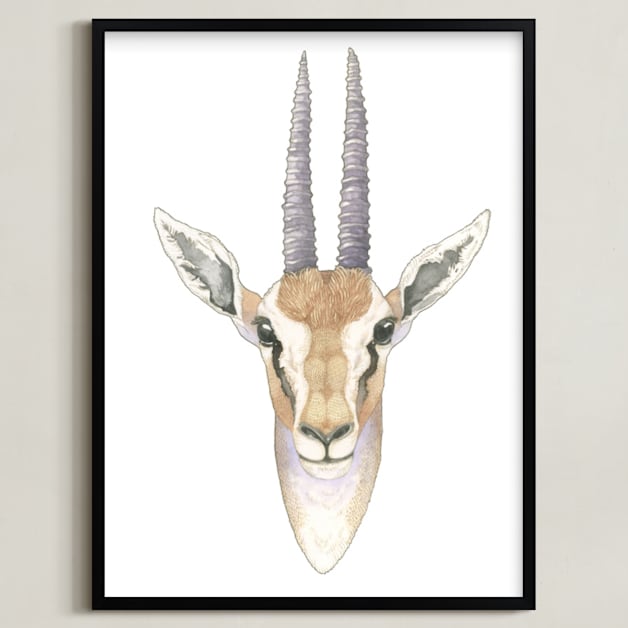 African Gazelle