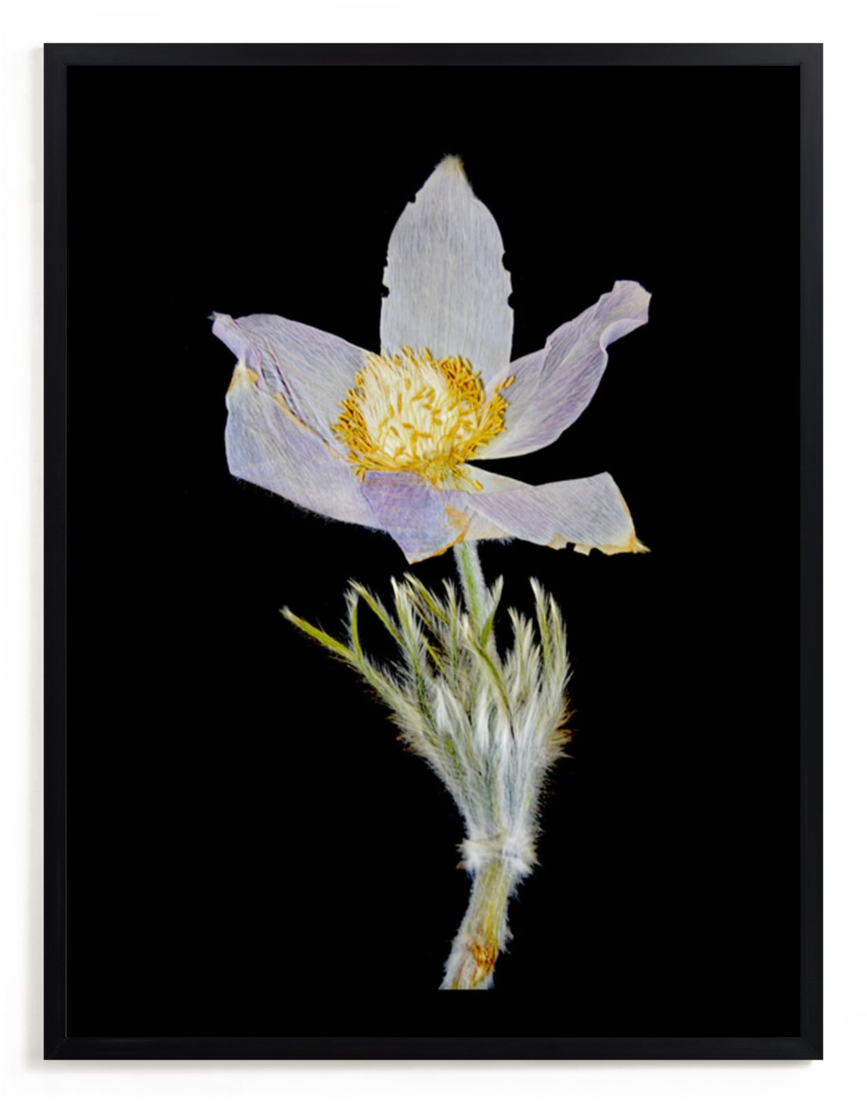 "Member 3" - Art Print by Shannon in beautiful frame options and a variety of sizes.