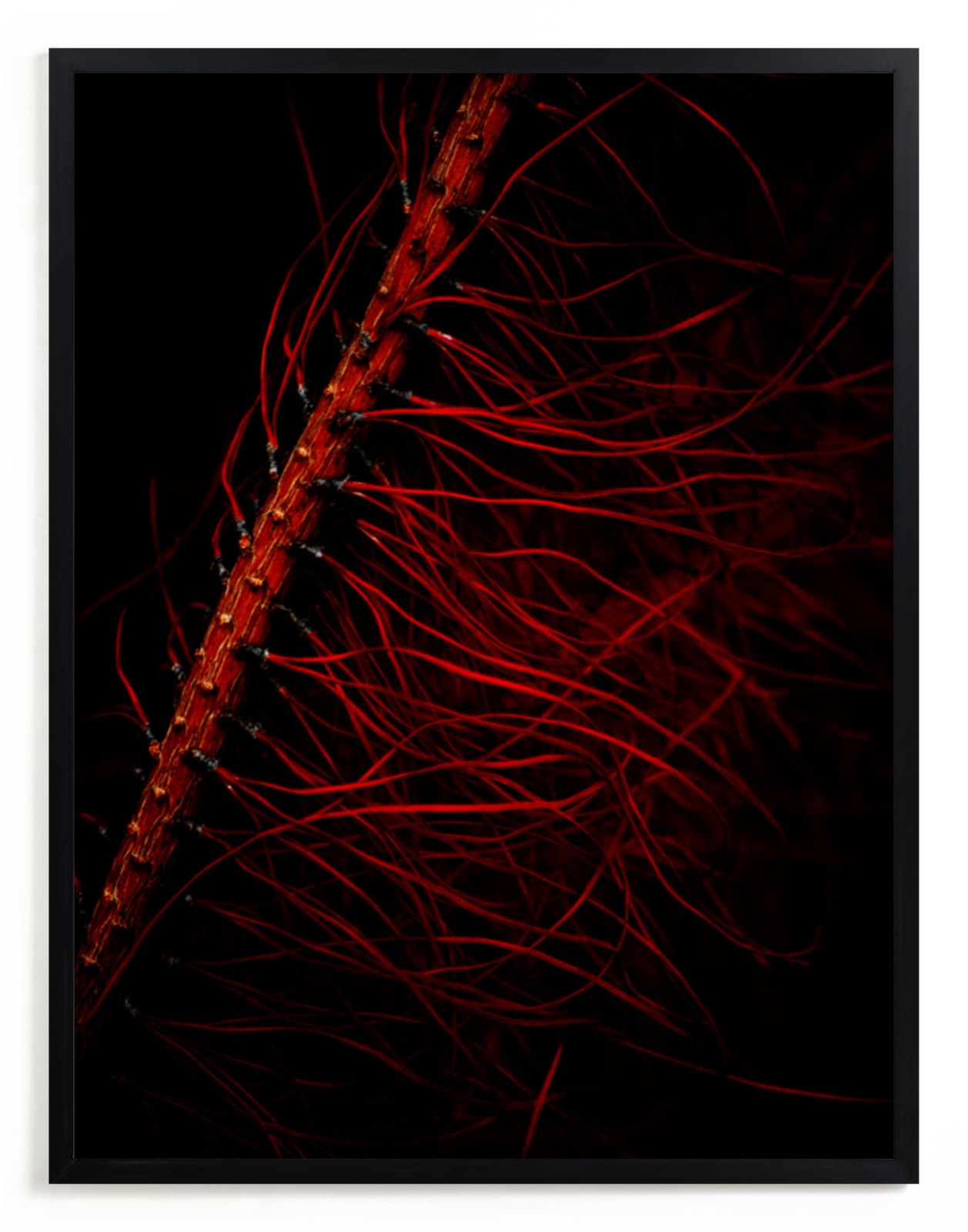 "Red" - Art Print by Catherine Culvenor in beautiful frame options and a variety of sizes.