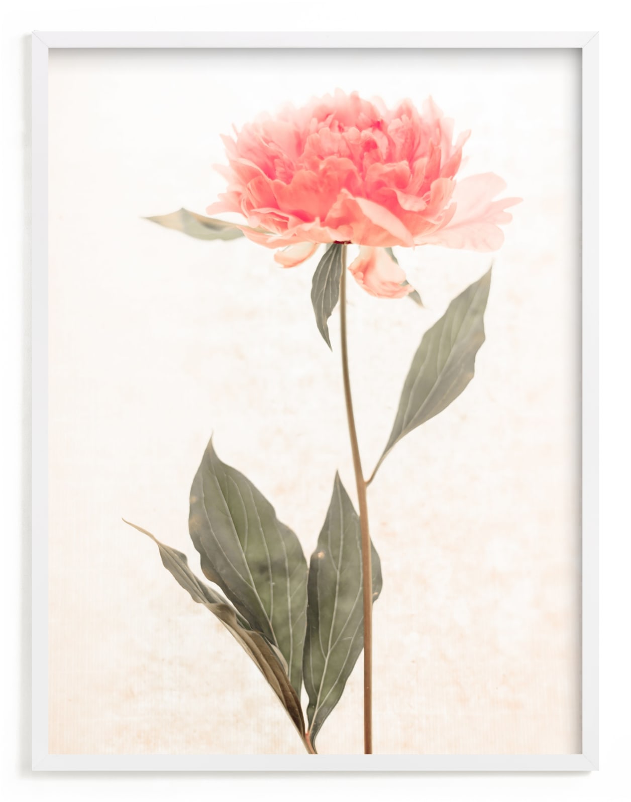 "a pink peony standing gracefully" - Limited Edition Art Print by Qing Ji in beautiful frame options and a variety of sizes.