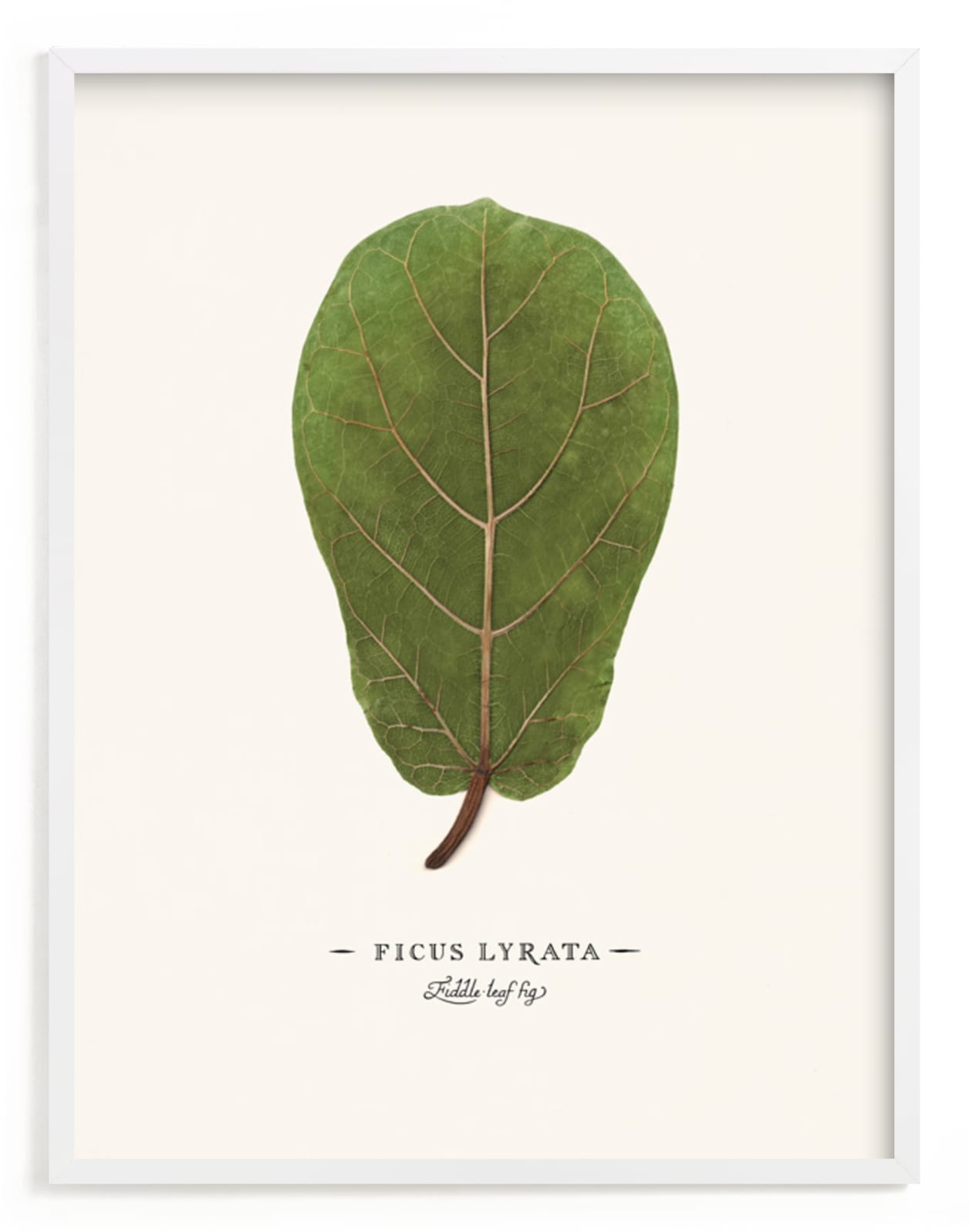 Ficus lyrata
