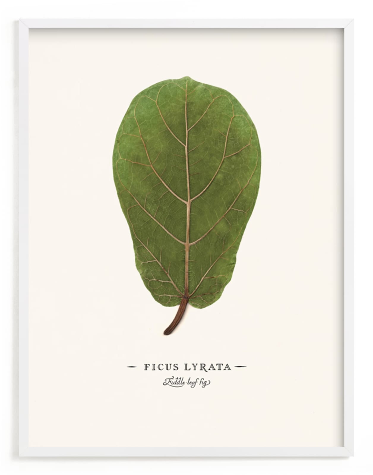 "Ficus lyrata" - Art Print by Andrew McClintock in beautiful frame options and a variety of sizes.