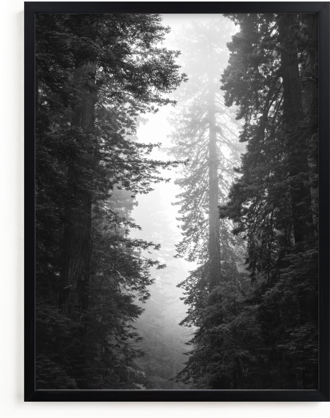 This is a black and white art by Kamala Nahas called Redwood Morning.