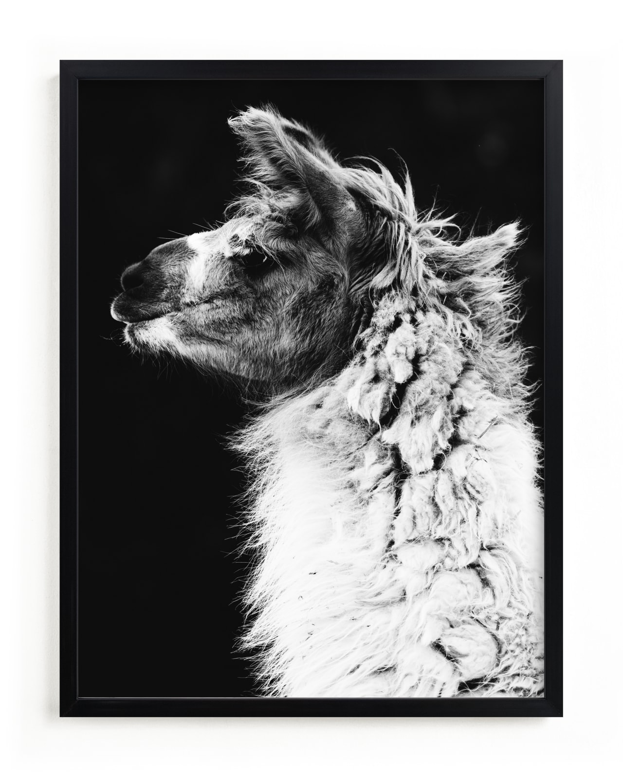"Kai" - Limited Edition Art Print by Amy Carroll in beautiful frame options and a variety of sizes.
