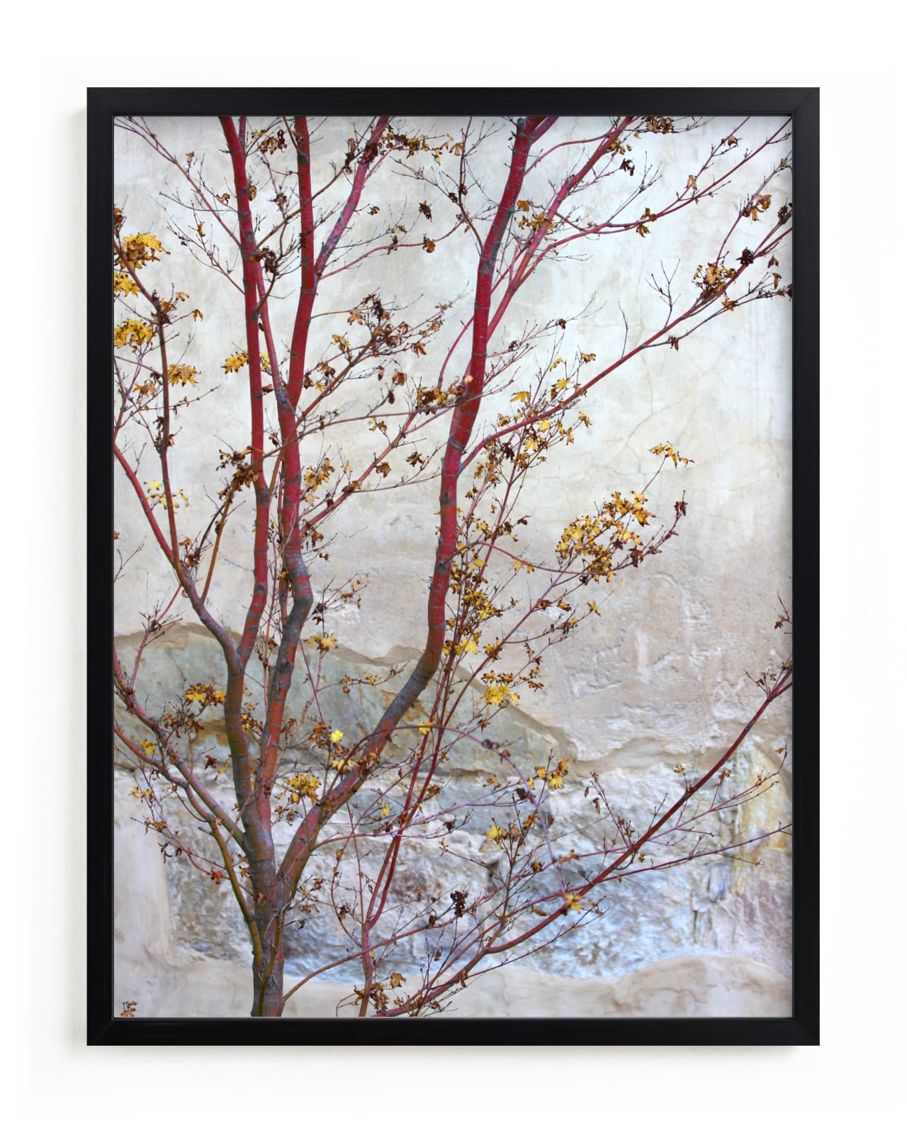 "Courtyard Maple" - Limited Edition Art Print by Becky Nimoy in beautiful frame options and a variety of sizes.