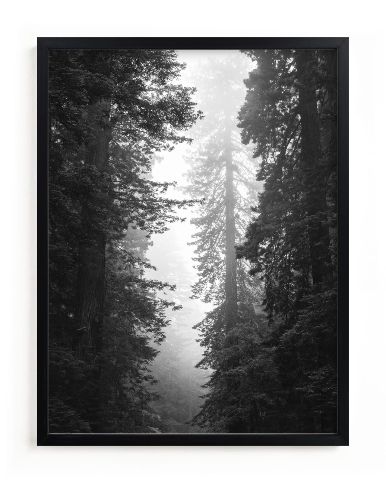 "Redwood Morning" - Limited Edition Art Print by Kamala Nahas in beautiful frame options and a variety of sizes.