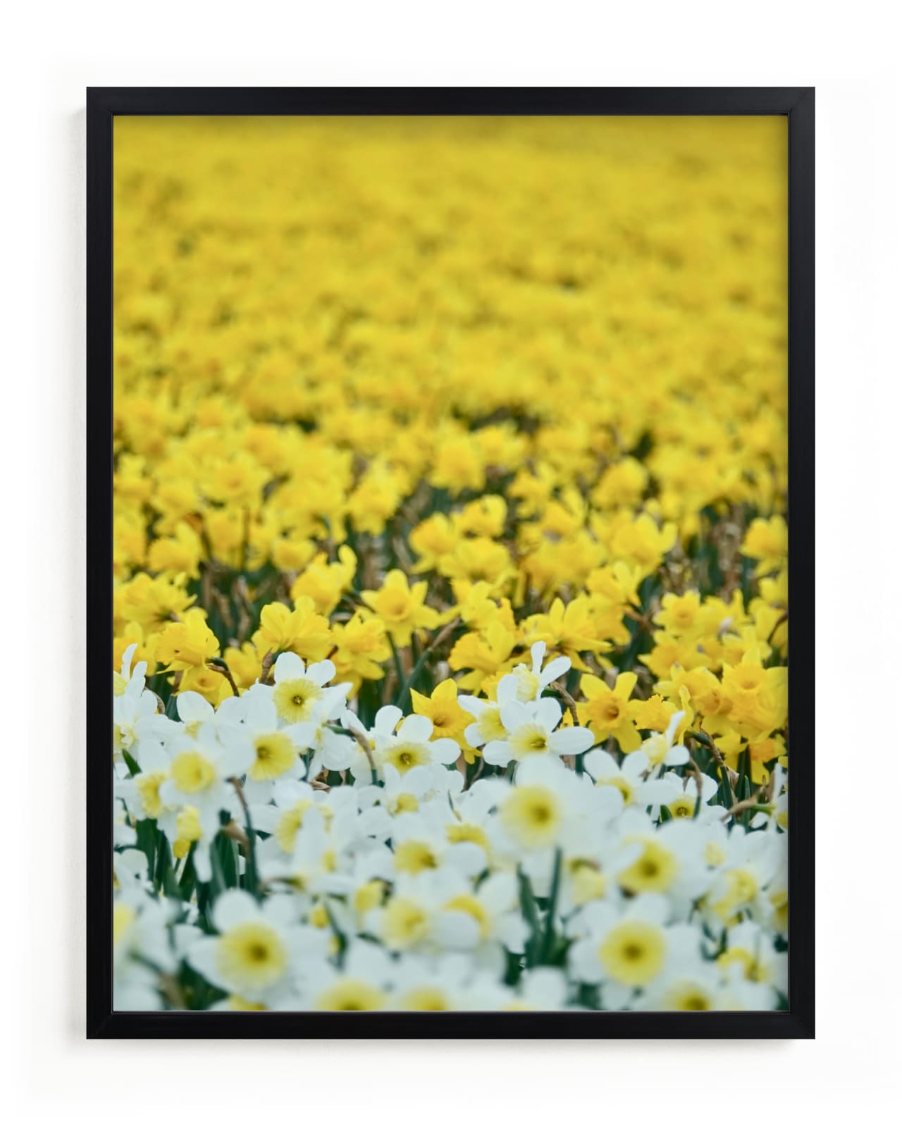 "Daffs 4" by Jan Kessel in beautiful frame options and a variety of sizes.