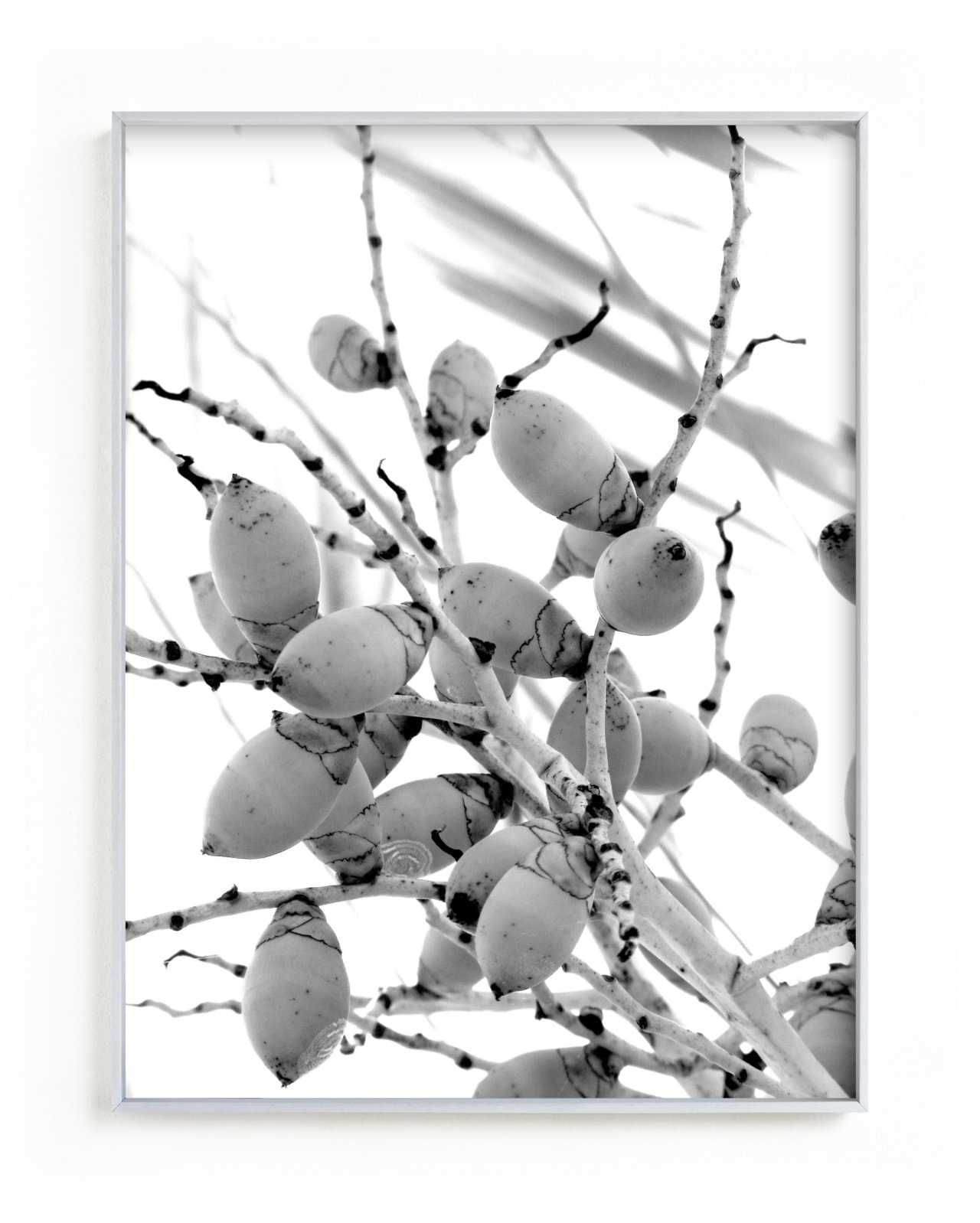 "Tiny Coconuts" - Art Print by Jonathan Brooks in beautiful frame options and a variety of sizes.