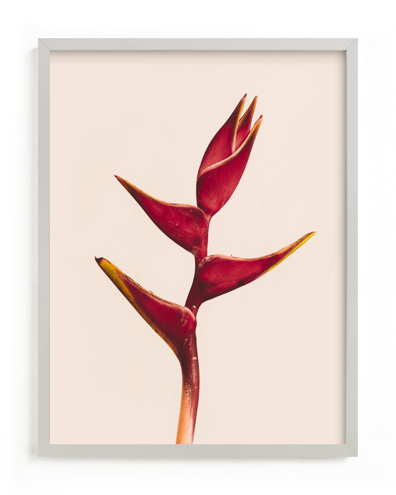 "heliconia 3" - Limited Edition Art Print by Kamala Nahas in beautiful frame options and a variety of sizes.
