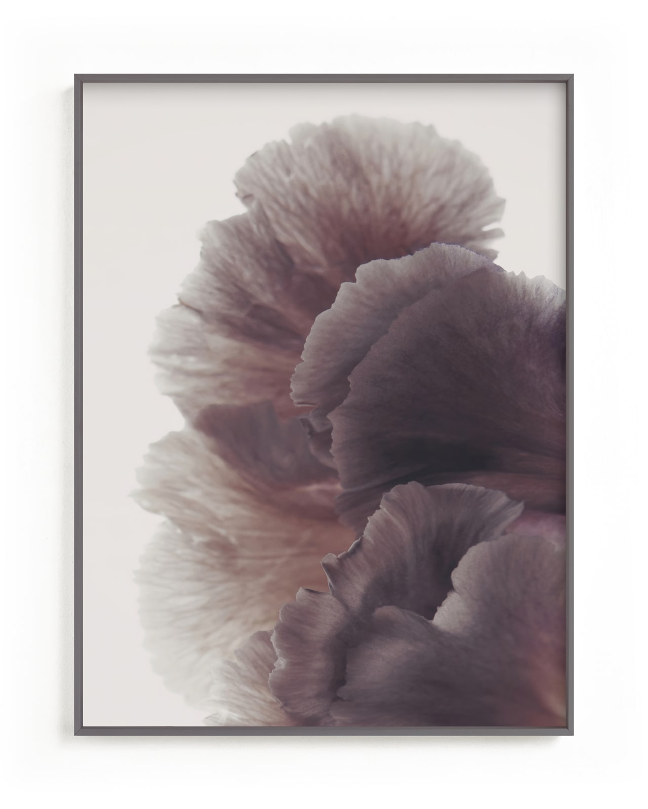 "Ruffled" - Limited Edition Art Print by Karen Kardatzke in beautiful frame options and a variety of sizes.