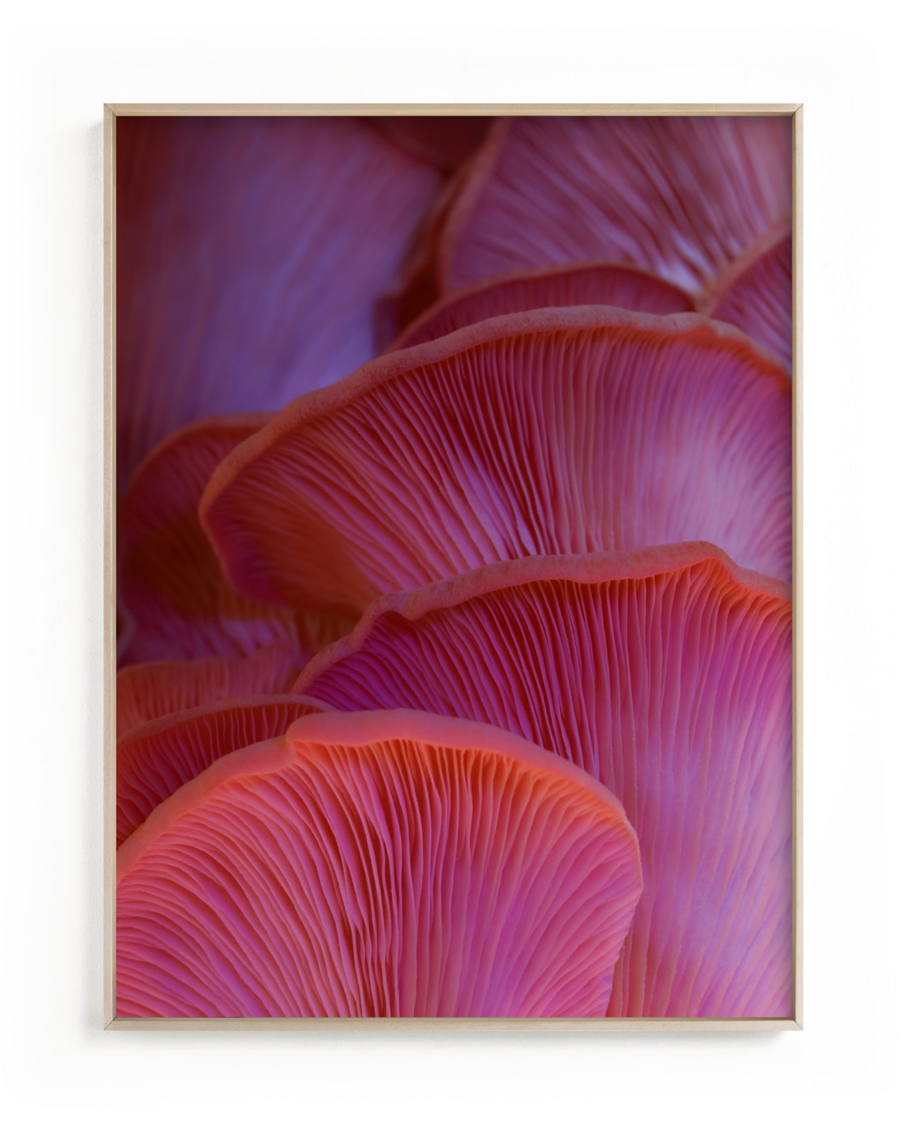 "Pink Oyster Mushrooms" - Limited Edition Art Print by Elena Kulikova in beautiful frame options and a variety of sizes.