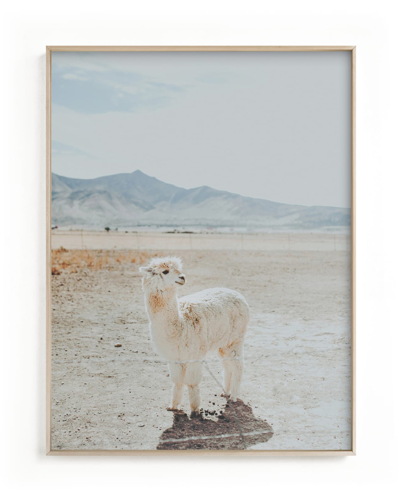"Llama Chill" - Limited Edition Art Print by Tai in beautiful frame options and a variety of sizes.