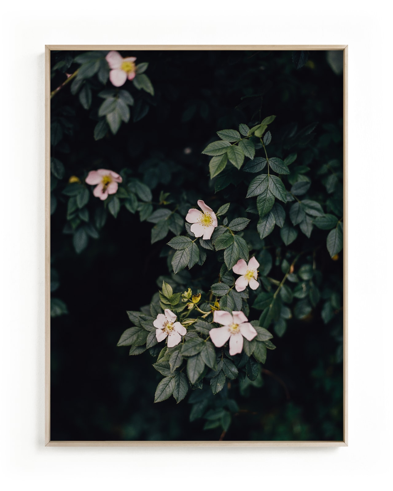 "Moody white roses" - Limited Edition Art Print by Hanke Arkenbout in beautiful frame options and a variety of sizes.