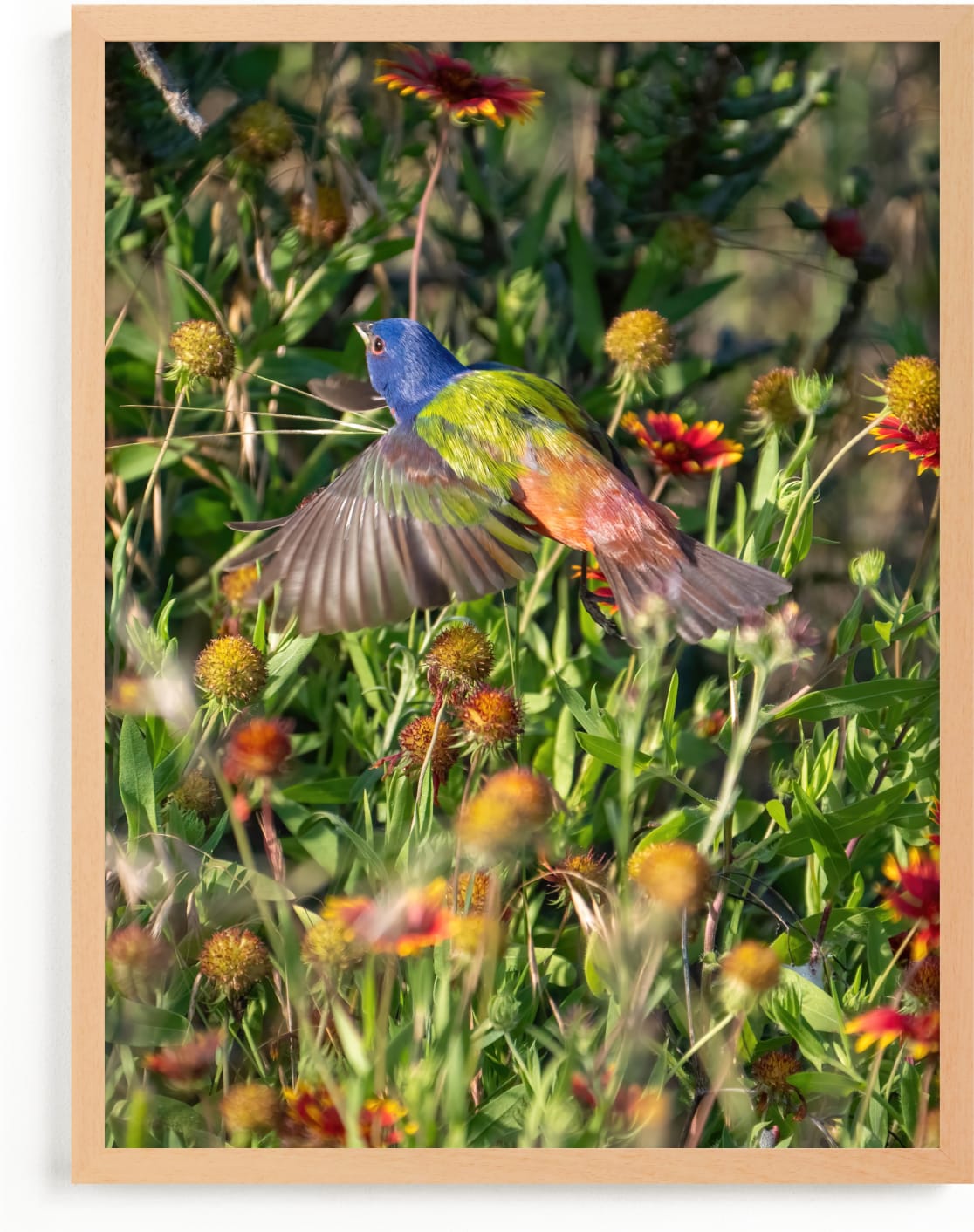 This is a yellow art by Aaric Eisenstein called Painted Bunting : The Light In This Moment.